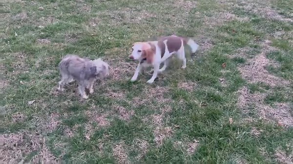 Look at our sweet Betty Lou. Hard to believe this is the same skinny and blind beagle we pulled from the shelter. She is doing great and as you can see a very happy girl. Her sanctuary foster Mom rocks - thank you Courtney ❤️ #bbom #blinddogsofinstagram #sanctuaryfoster | Boxer Butts & Other Mutts