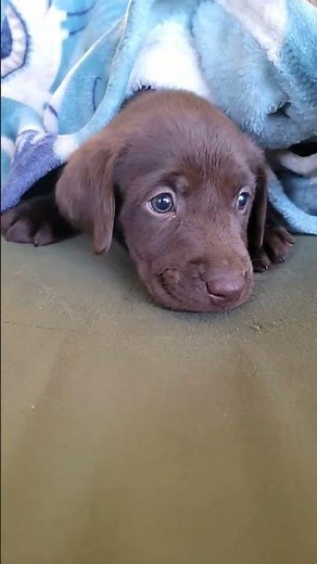 cute brown lab puppy 🐶 😍