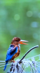 Some Beautiful Indian Birds . . . #bird #birds #birdphotography #wildlife #wildlifephotography #indianbirds #naturelovers #naturephotography #nature #potd #bbcwildlifepotd #natgeowild #everyone #highlights | Arindam Sarkar