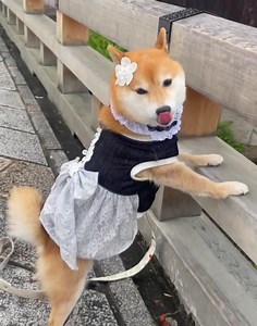 So cute 😆 | Shiba Inu Overload