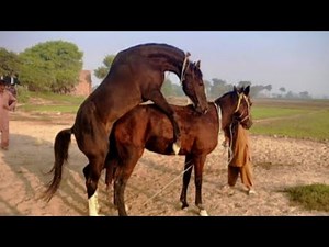 Horse Breeding Process | Amazing Horse Mating Video”