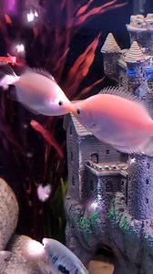 157K views · 2.2K reactions | Some crazy creatures  | Furry Tails | Facebook