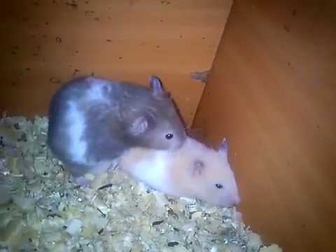best hamsters mating ever seen