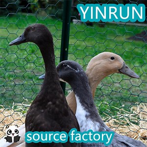 [Hot Item] DIY Green Plastic Coated Chicken Wire Poultry Netting