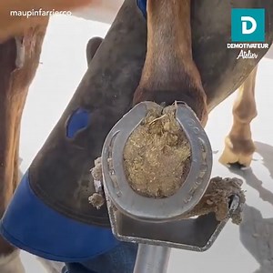 Ce professionnel déferre un cheval et entretien son sabot ! | Demotivateur Atelier