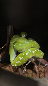 49K views · 1.9K reactions | Miss Green Bean �Aru Green Tree Python...