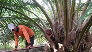 Monocultura: la expansión de los monocultivos en América Latina