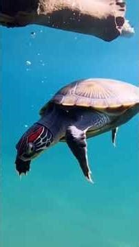 Con rua mu va bong cay #conruamu