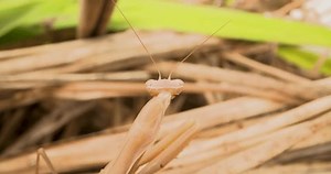 Una Grande mantis de oración marrón: video de stock (totalmente libre de regalías) 3633898359 | Shutterstock