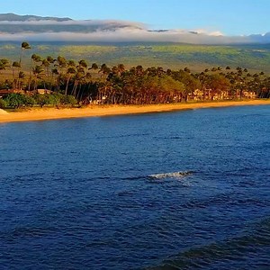Relax to this beautiful Maui scene! 🌅😌🌴 | Hawaiian Islands