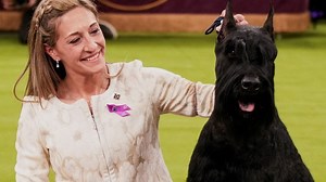 Meet Monty, the 5-year-old Giant Schnauzer who won Best in Show at the Westminster Kennel Club and made history in the process. | USA TODAY Sports