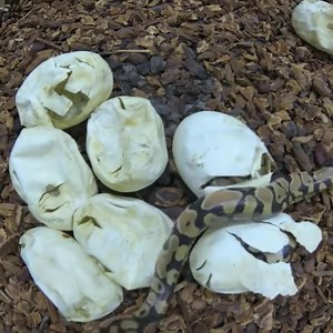 2.6K views · 39 reactions | Close-up Rare snake egg incubation. | Snake Farm | Facebook