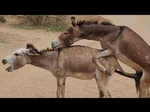 Donkey Farming & Breeding Explained | Educational Farm Video