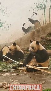 2.1K views · 72 reactions | Bon appétit! Pandas enjoy bamboo in Bifengxia giant panda base in Ya'an City, Sichuan Province. #panda | ChinAfrica Magazine | Facebook