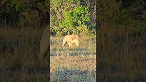 Topi Lionesses Swiftly Move Through the Grasslands in Search of Prey