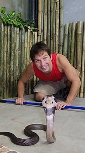 6K views · 622 reactions | Monocled Cobra at Wonders In Nature in Thailand! | Wild Charles | Facebook