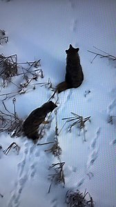 11K views · 423 reactions | North Country Coyotes out on frozen cattail marsh ❄️ #dji #coyote #adirondacks #NewYork #mavic3T #winter #winterwonderland #snow #dronephotography #dronelife | North Country Drone Search & Recovery | Facebook