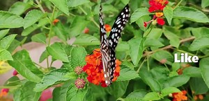 38 reactions | #BeautyOfNature #SubhanAllah #MashaAllah #AllahHuAkbar | I love Allah ; but Allah loves me more | Facebook