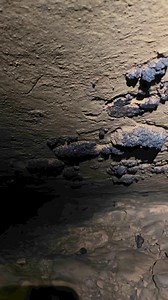Giant coral in the ceiling of the cave. If coral grows upright in the ocean, why does this appear to be upside down? #caving | Adventuring Light