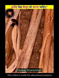 Kya ese marna chahiye? Hammerhead worms 缾 #fact #facts #factsdaily #knowledge #didyouknow #factz #amazingfacts #factsoflife #dailyfacts #knowledgeispower #generalknowledge #instafacts #science #gk #interestingfacts #love #instagram #india #factoftheday #sciencefacts #truefacts #motivation #coolfacts #didyouknowfacts #realfacts #funfacts #dailyfact #factsonly #follow #life | Theminecraft facts | Facebook