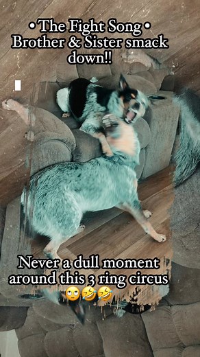 #blueheelersiblings, #australiancattledogs, #3ringcircus | Robert Durr