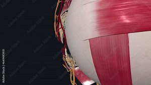 The lacrimal nerve is the smallest division or branch of the ophthalmic nerve