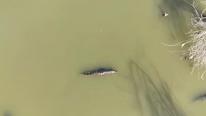 Gammari bada Afambo Daqarak Gammari lake Afambo woreda የገመሪ ሃይቅ ,አፋምቦ ወረዳ VISIT AFAR Visit Oromia Visit Amhara Dawit Exoticethioadv Visit Danakil Depression Visit Dankalia | VISIT AFAR