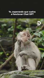 Y ahora, ¿a quién voy a preguntarle sobre animales? 😂 | Discovery en Español