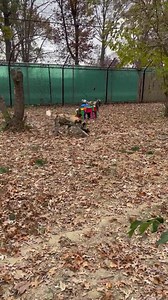 Henson Robinson Zoo on Reels