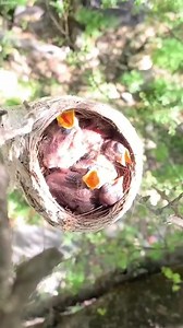 6.9K views · 137 reactions | Indian Paradise Bird Feeding Hungry Chicks with Love #IndianParadise #FeedingTime #NurturingLove #BirdParenting #FYP | Bird bites daily | Facebook