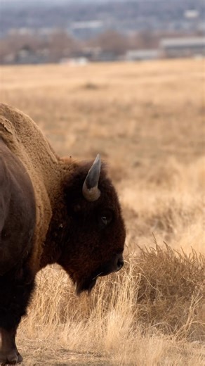 Bison, deer, and more at the Rocky Mountain Arsenal National Wildlife Refuge in Denver, Colorado! | Erica Ridley