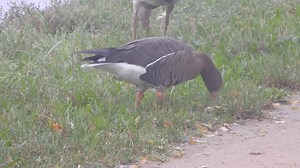 Ansares uno de ellos con anilla 💍 de identificación👌 #ansares #anseriformes #ducks #chasse #Outdoors #hunters #identificacion | Duckhuntingg