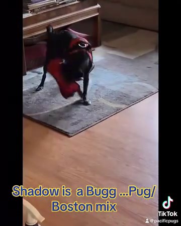 1.8K views · 183 reactions | Adoptions are so hard right now…only the...