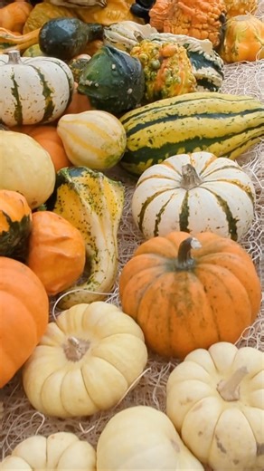 From traditional to warty and unusual, we have all the pumpkins you need for a spooky Halloween  | Tagawa Gardens | Facebook