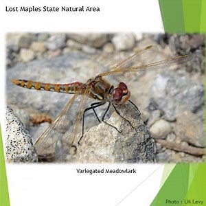 Lost Maples State Natural Area - Texas Parks and Wildlife on Reels