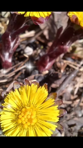 🇨🇦🐌😁Warm, sunny and relaxing on the trails today. Spring is finally here!!🍁🇨🇦💪 | Jan Springer
