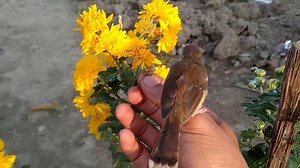 18K views · 1K reactions | Jaguar kicau on Reels | Facebook