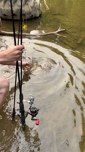 ANIMALS OF OWC: SPINY SOFTSHELL TURTLE (2 of 2) After medication and continued rest, this girl was given a clean bill of health and was ready to go home! She was able to be released by those who cared enough to not just cut her free from the line and let her go, but got her help and gave her a second chance with a fully clean bill of health! Be free, sweet turtle, we sincerely hope we don't see you again. ❤ Since many may not have seen a Spiny Softshell Turtle before, we want to give you some fu