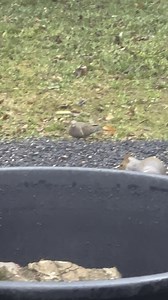 How do you tell male or female grey squirrel?