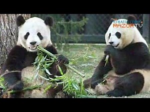 Panda Porn! (Pandas Pt 4)