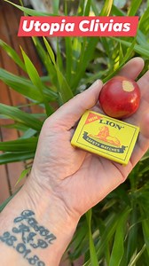 'Giant Clivia seedpod' #utopiaclivias #plantbreeders #clivias #gardening #nursery #flowers #cliviahybrids #cliviacolours #seeds #seedpod #clivia | Clivia at Utopia Clivias