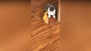 2K views · 60 reactions | Kitten Slaps A Baby Chick | ViralSnare | Facebook