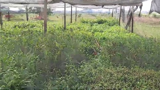 3.5K views · 13 reactions | Our nursery in Thailand is currently...