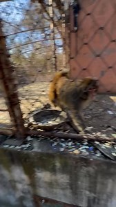 3.1M views · 31K reactions | Amazing Funny Video Of monkey king monkey funny video eat apples monkey  #mustwatchmoments #amzingfunny #ViralMoments #viralcomedy #ComedyGold #InstantLOL #LaughOutLoud #funnyfails | Movies and Clips Entertainments | Facebook