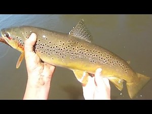 Lure Fishing #107 - River Jigging for Walleye, Smallmouth Bass, and Brown Trout