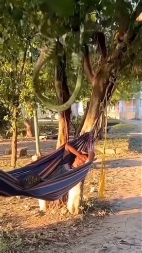 Well I’m sure he’ll never sleep in a hammock again 🐍 😂 #snake #prank #funnyprank #snakesofinstagram #prankster #hammocklife #toofunnynottoshare #funnyvideosdaily #funnyreelsdaily #funnyreel #funny | Too Funny not to Share