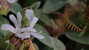 We saw this hawk moth in our garden as the sun was setting. It uses its proboscis (an elongated feeding tube) to feed on the long turmpet like flowers of the Grey Barleria. The video is in slow motion because this moth moves extremely fast. #twigatravelafrica #hawkmoth #insectagram #insectsofinstagram #insectguru #passion_in_macro #nuts_about_macro #insectoftheday | Twiga Travel Africa