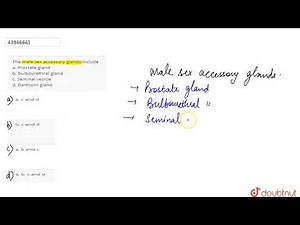 The male sex accessory glands include a. Prostate gland b. Bulbourethral glandc. Seminal vesicle...