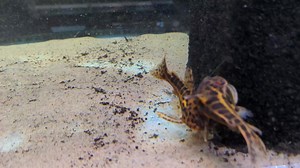 47K views · 5.9K reactions | Last four large jags you snooze you loose | Pier Aquatics | Facebook