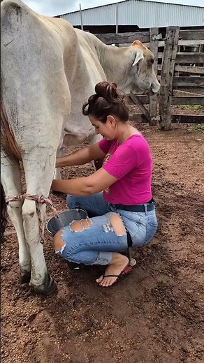 Amazing Cow Milking Process 🐄 | Traditional Farming Life | Fresh Milk Collection #villagelife #cow